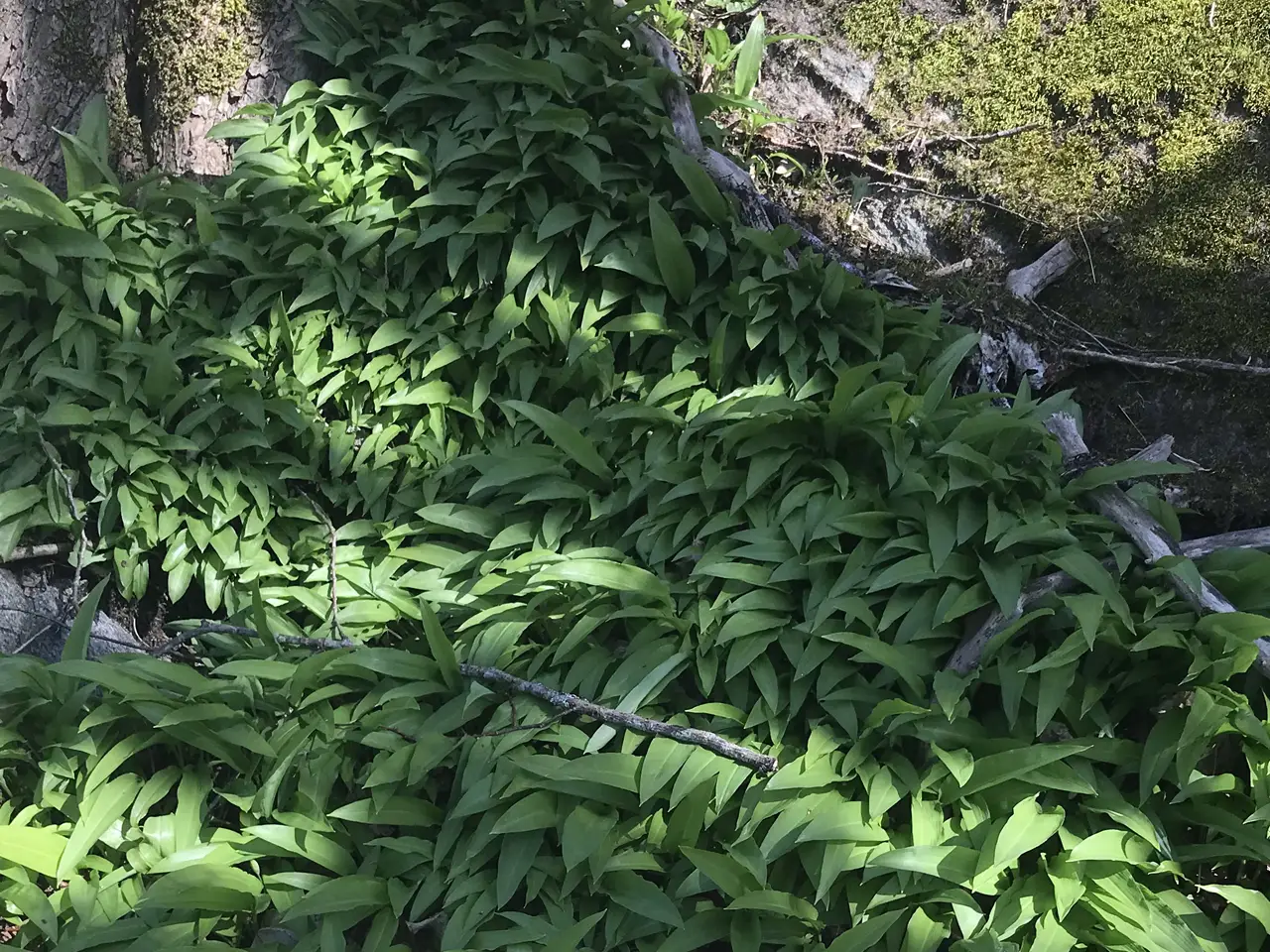 Ramsl%C3%B8kpesto_6680